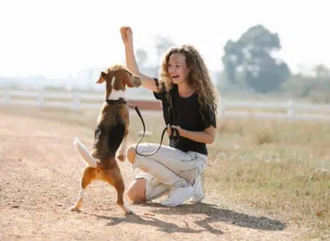 Quanto custa para adestrar um cachorro