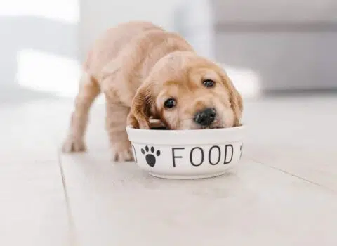 Cachorro pode comer batata?