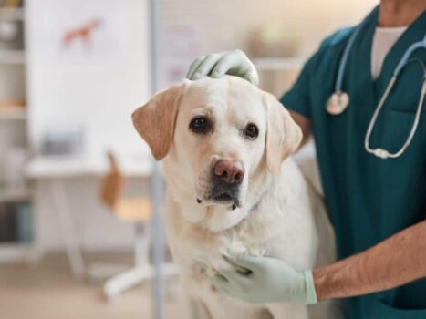 O que fazer quando o cachorro está com febre?
