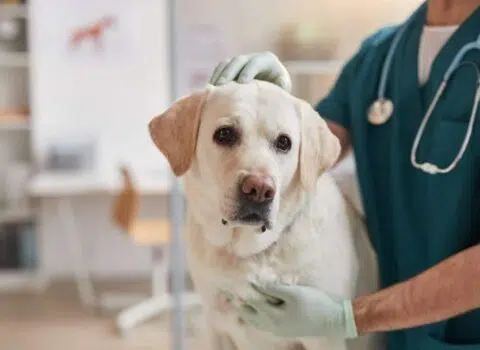 O que fazer quando o cachorro está com febre?
