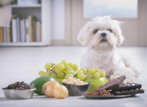 O que fazer se o cachorro comer uva?