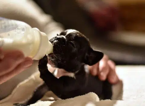 Qual leite posso dar para filhote de cachorro?