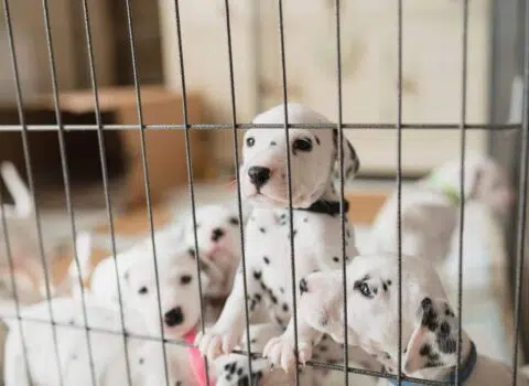 como fazer cercadinho para cachorro
