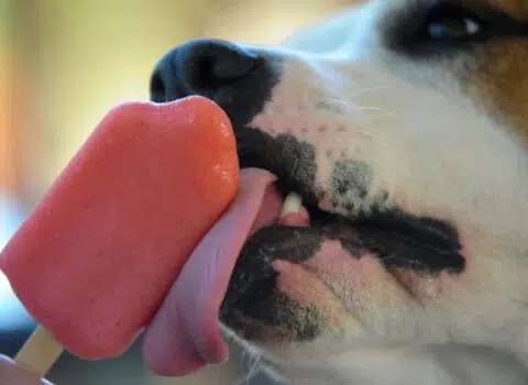 Como fazer picolé para cachorro?