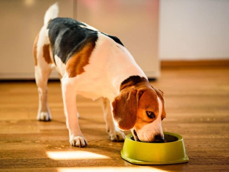 como preparar arroz para cachorro