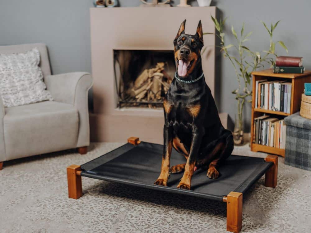 Como saber se o cachorro vai crescer muito? 1 Como saber se o cachorro vai crescer muito?