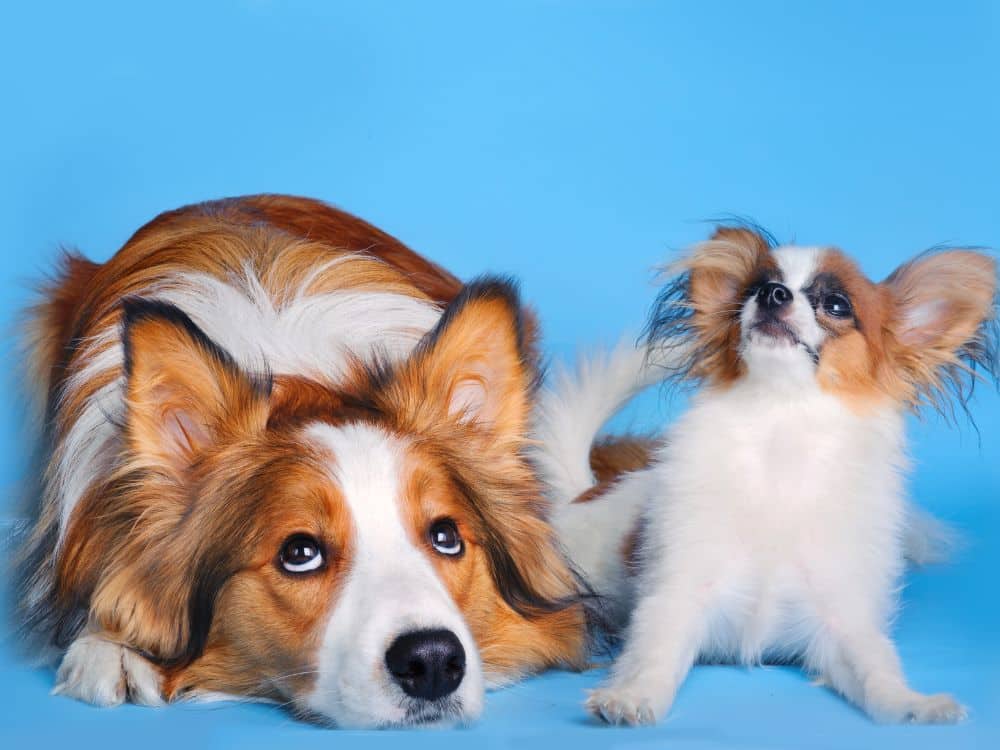 Como saber se o cachorro vai crescer muito?