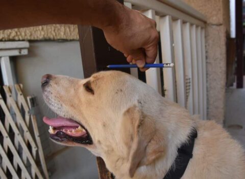 Como saber se o cachorro vai crescer muito?