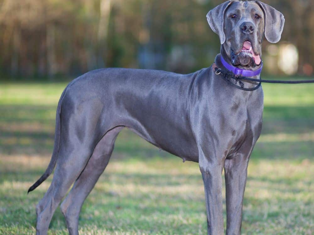 Como saber se o cachorro vai crescer muito?