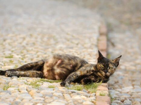 Como saber se uma gata está grávida?