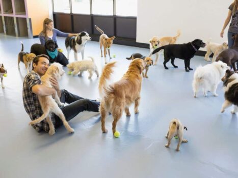 Dicas para escolher a creche para cachorro