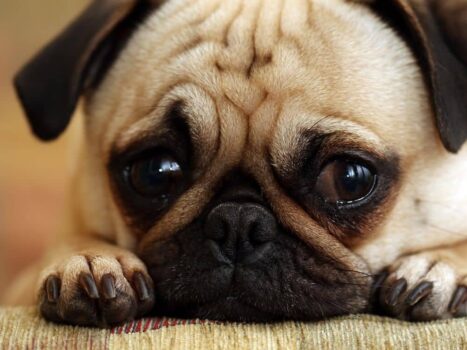 Como fazer cachorro filhote parar de chorar a noite?