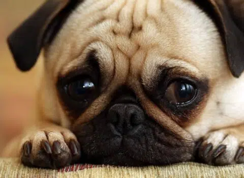 Como fazer cachorro filhote parar de chorar a noite?