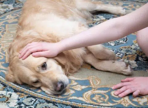O que acontece se o cachorro comer chocolate