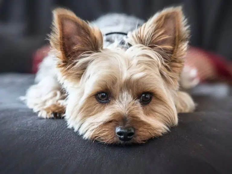 quanto custa o cachorro yorkshire
