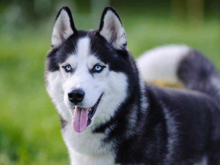 Quanto custa um cachorro husky siberiano?