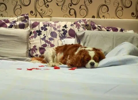 quanto custa um hotel para cachorro