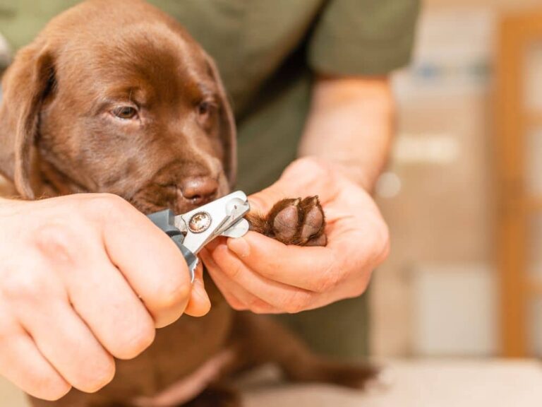 Como cortar unha preta de cachorro