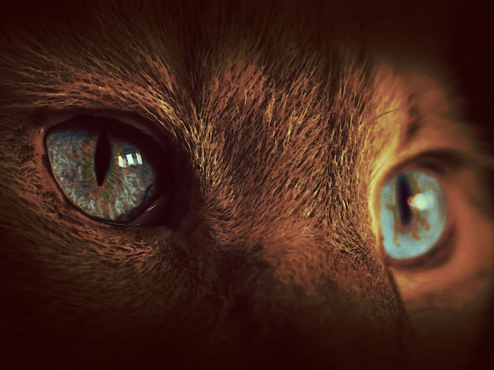 Como é a visão de um gato? 4 Gato olhando atentamente. Foto: Canva