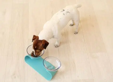 Como fazer comedouro para cachorro