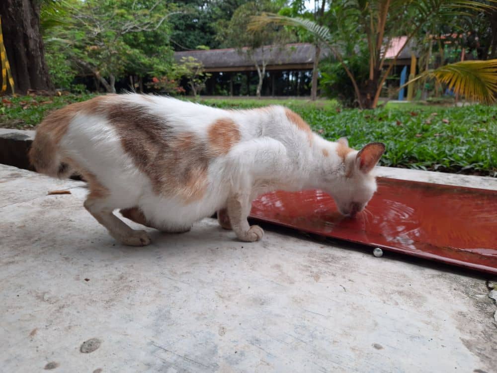 Como saber se a gata vai parir