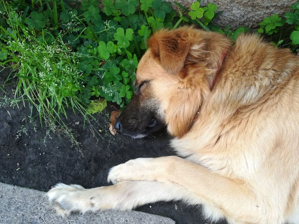 Como saber se o cachorro foi envenenado