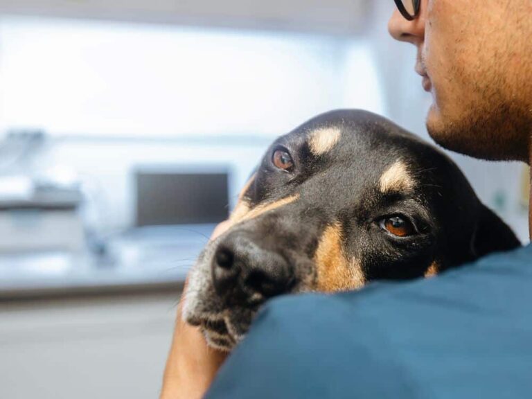 o que é giardia em cachorro