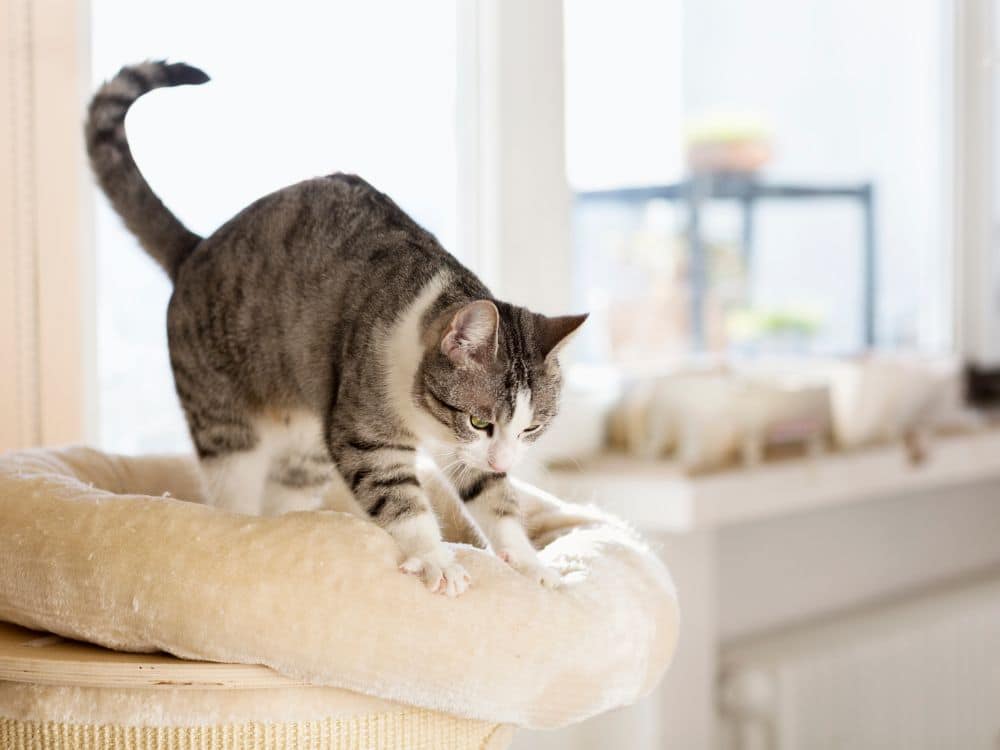Por que os gatos amassam pãozinho