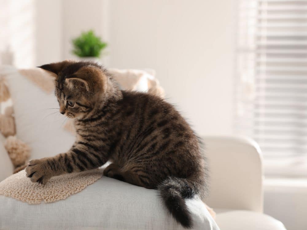 Por que os gatos amassam pãozinho