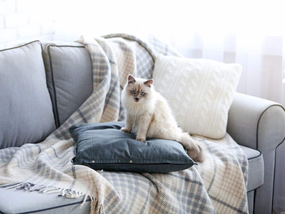 Por que os gatos amassam pãozinho