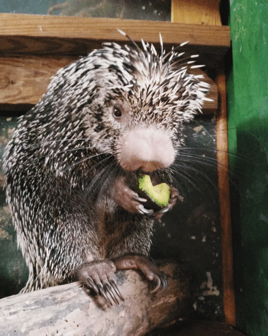 O que fazer quando o cachorro está espinho de ouriço? 3 Porco-espinho-brasileiro.