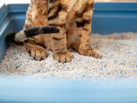 Quanta areia colocar na caixa do gato?