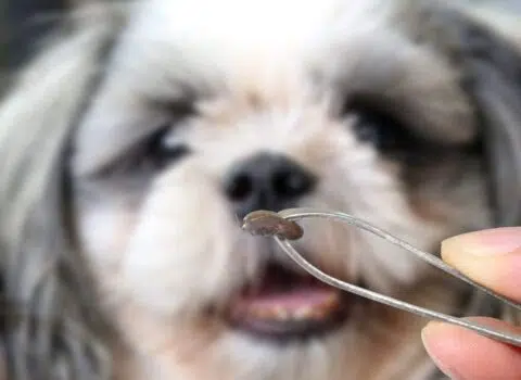Como acabar com os carrapatos dos cachorros?