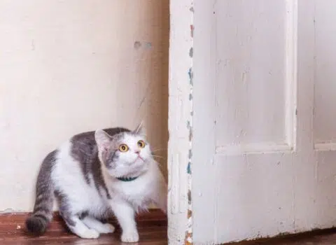 como espantar um gato