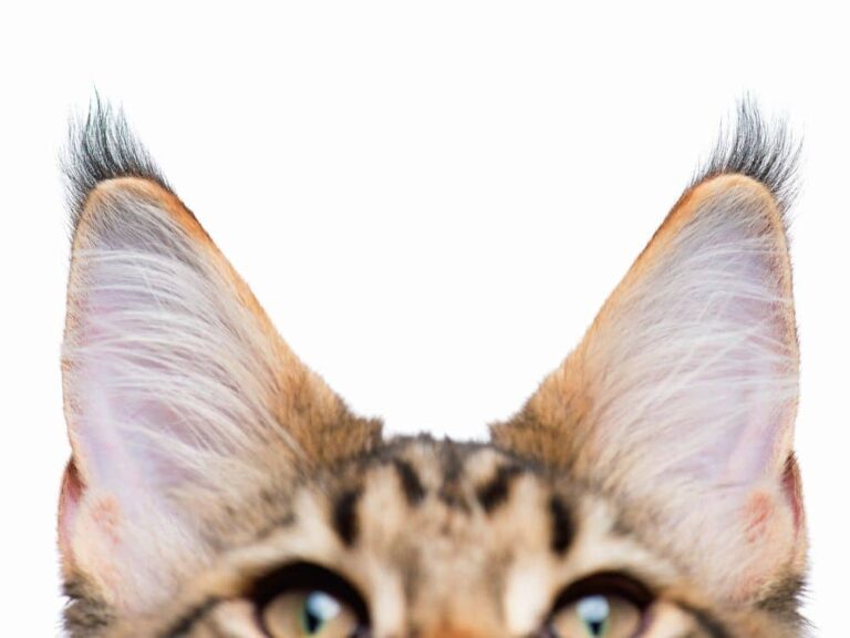 como limpar orelha de gato