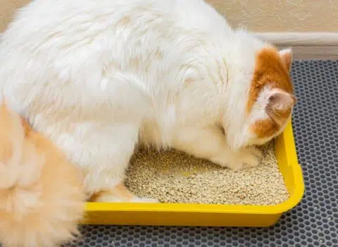 fazer o gato parar de urinar no lugar errado