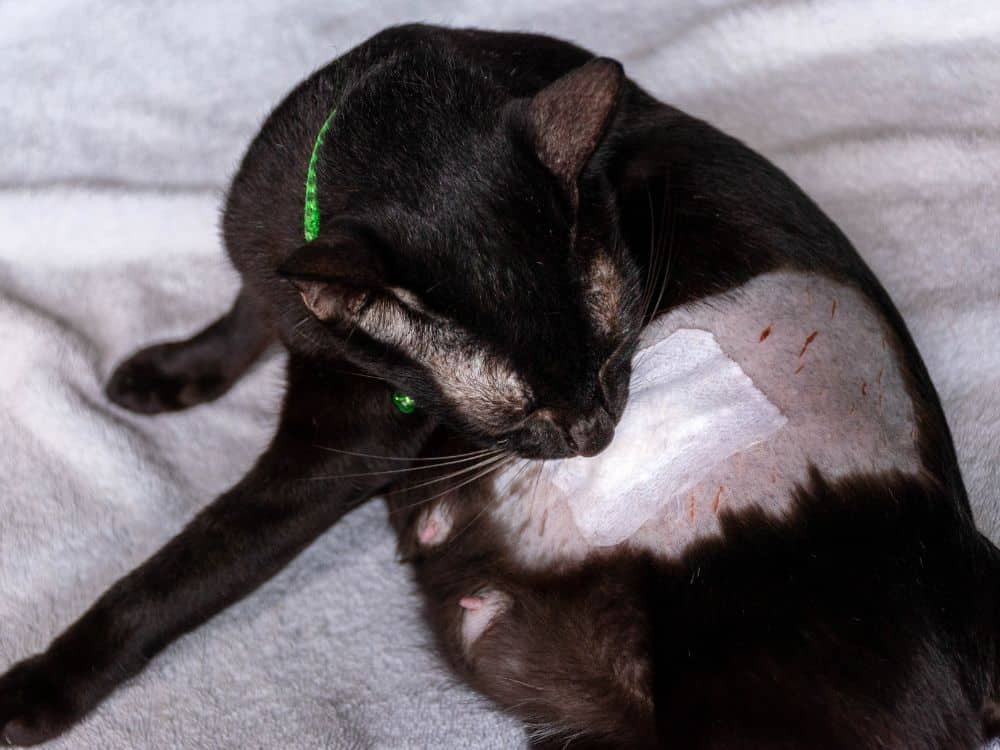 Quanto tempo dura a anestesia de gato castrado? 3 quanto tempo dura a anestesia de gato castrado