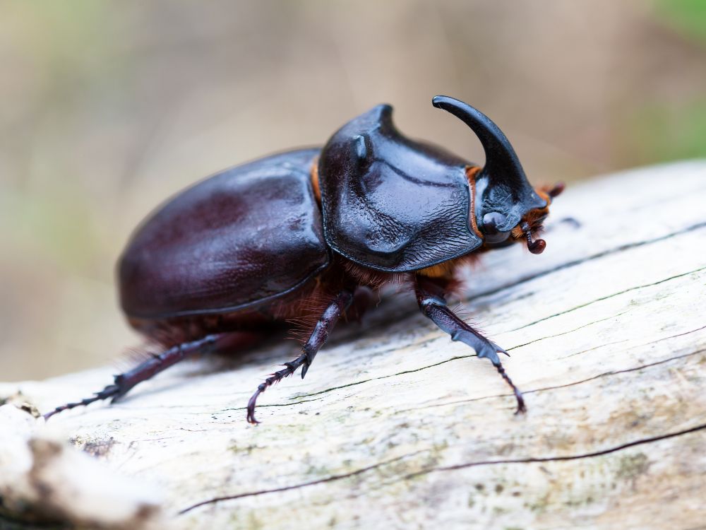 Afinal, quais os animais mais fortes do mundo? 1 Afinal, quais os animais mais fortes do mundo