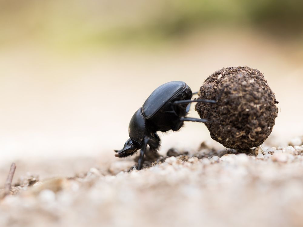 Afinal, quais os animais mais fortes do mundo? 2 Afinal, quais os animais mais fortes do mundo