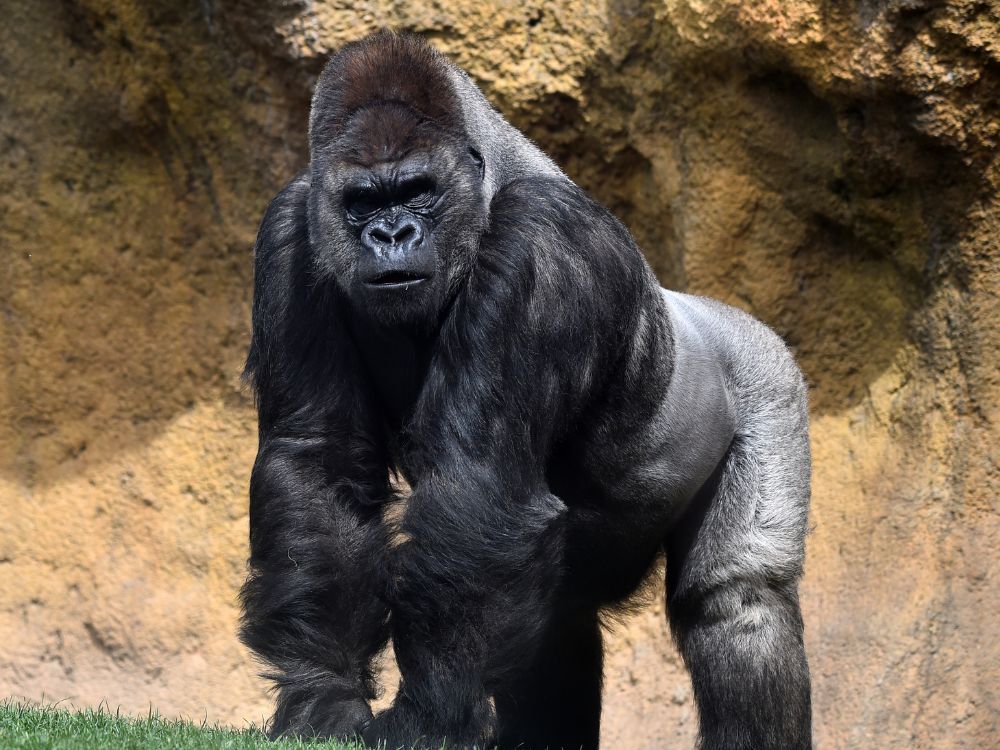 Afinal, quais os animais mais fortes do mundo? 4 Afinal, quais os animais mais fortes do mundo