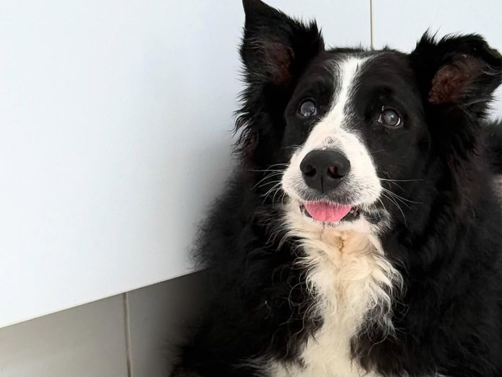Cachorro Ziggy de Luciano Huck morre após picada de jararaca
