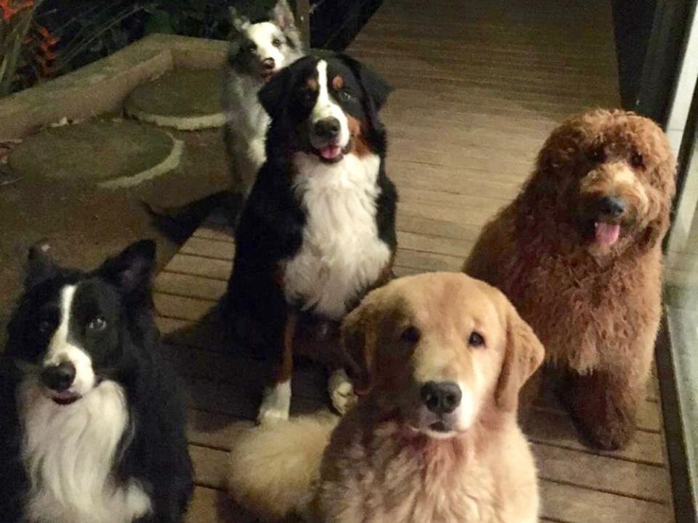 Cachorro Ziggy de Luciano Huck morre após picada de jararaca (1)