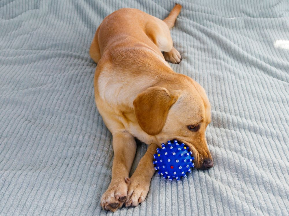 catnip para cachorro