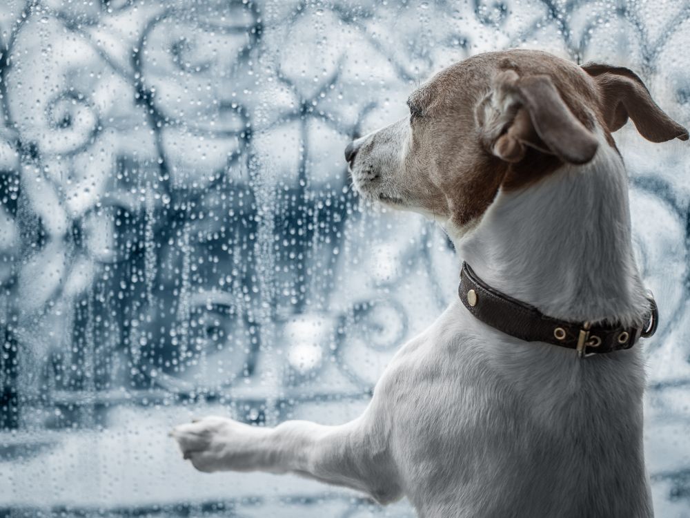 Chuvas intensas Como proteger os pets nesses casos