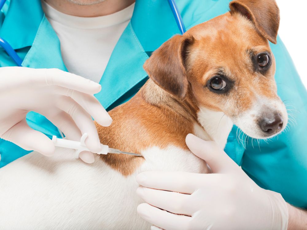 Como funciona o microchip 
