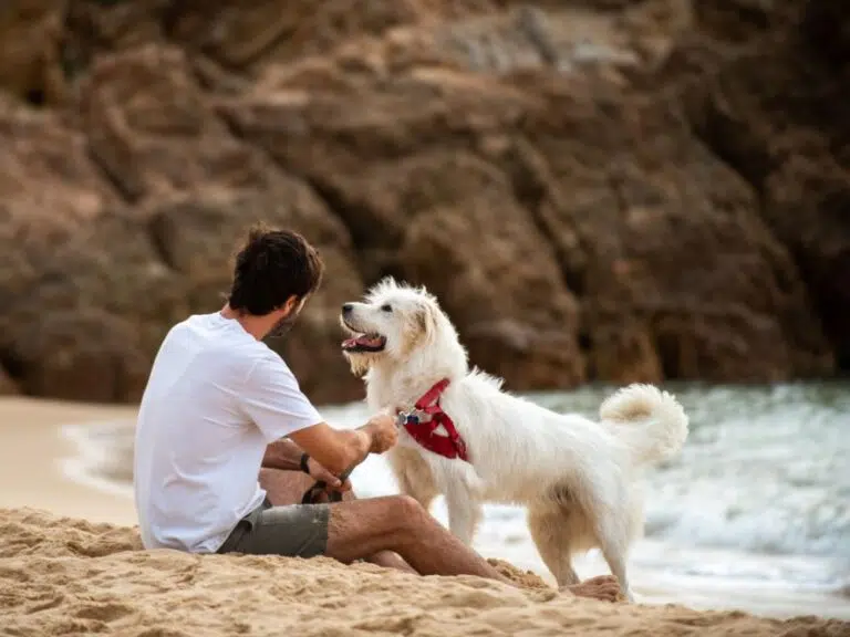 Como garantir a segurança dos cães em praias que permitem pets