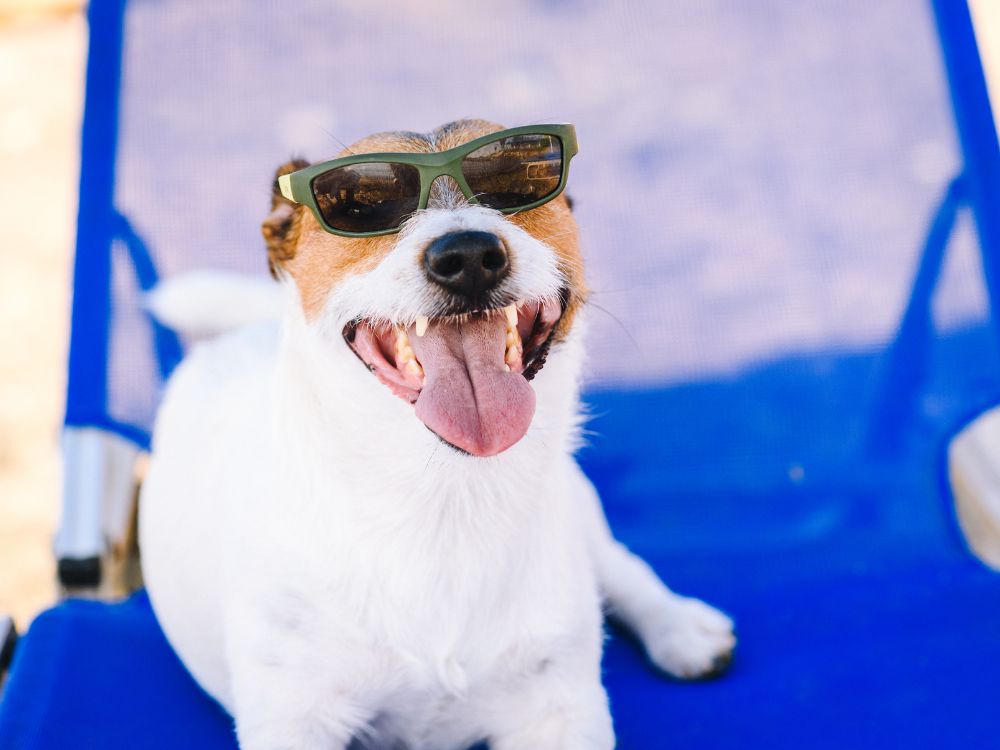 Como garantir a segurança dos cães em praias que permitem pets? 3 Como garantir a segurança dos cães em praias que permitem pets (1)