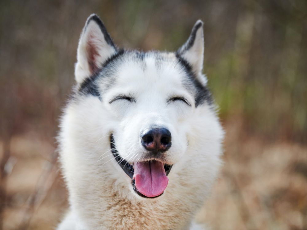 Compilado de Memes de cachorro: Venha rir com a gente! 1 Compilado de Memes de cachorro