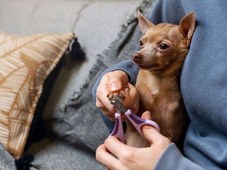 Cortar as unhas do cachorro