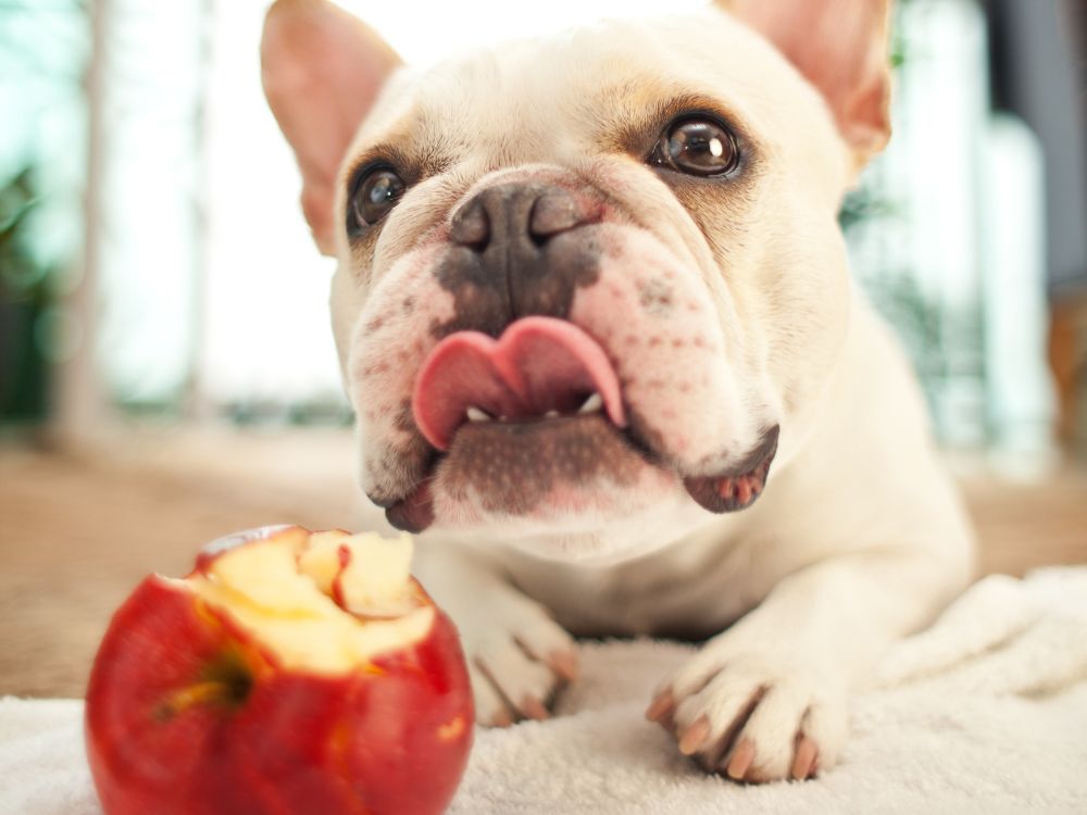 Estes alimentos ajudam a manter a saúde bucal do cachorro